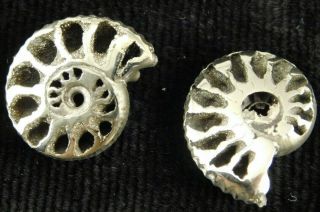 Two Little 100 Natural Polished Pyrite Ammonite Fossils From Russia 3.  33 E