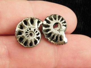 TWO Little 100 Natural Polished PYRITE Ammonite Fossils From Russia 3.  33 e 2