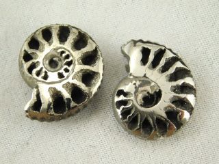 TWO Little 100 Natural Polished PYRITE Ammonite Fossils From Russia 3.  33 e 3