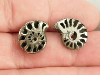 TWO Little 100 Natural Polished PYRITE Ammonite Fossils From Russia 3.  33 e 4