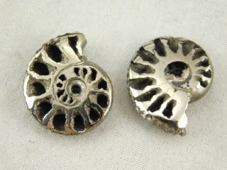 TWO Little 100 Natural Polished PYRITE Ammonite Fossils From Russia 3.  33 e 5
