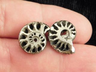 TWO Little 100 Natural Polished PYRITE Ammonite Fossils From Russia 3.  33 e 6