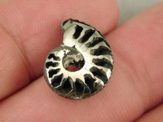 TWO Little 100 Natural Polished PYRITE Ammonite Fossils From Russia 3.  33 e 8