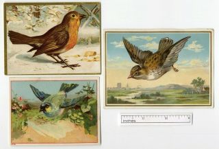 Birds 3 Victorian Cards 1880 