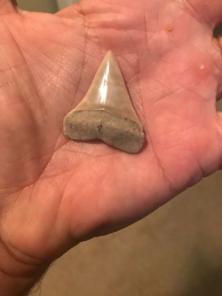 Razor Sharp Glossy 1.  68 " Fossil Mako Shark Tooth Lee Creek Mine Aurora,  Nc