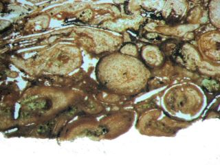 Cambrian Small Shelly Fossil Fauna Salterella Agmata Thin Section Pioche Shale
