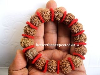 7 Mukhi Rudraksha / Seven Face Rudraksh Bracelet - Nepal - 14 Beads