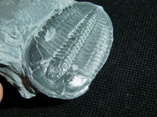A Big 100 Natural Cambrian Era Utah Elrathia Trilobite Fossil 44.  8gr C E