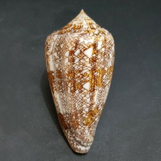 Seashell Conus Abbas Johnabbasi 81.  3 Mm.