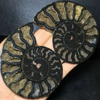 Natural Ammonite Nautilus Shell Jurrassic Fossil Specimen Madagascar 218g A41116