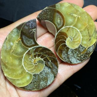 1pair Of Cut Split Pearly Nautilus Ammonite Fossil Specimen Shell Healing 112g A