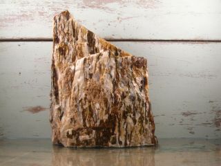 Yb Natural Petrified Opalized Wood Fossil Rough.  Oregon 5lbs 13oz {c79cd}