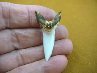 (s753 - 117) 1 - 3/4 " Mako Shark Tooth Teeth Torched Wired Pendant Necklace Jewelry