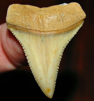 Stellar Chilean Fossil Great White Shark Tooth Chile Not Megalodon Teeth