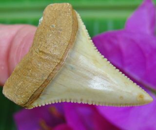 Stellar CHILEAN Fossil Great White SHARK TOOTH Chile not Megalodon teeth 2