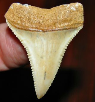 Stellar CHILEAN Fossil Great White SHARK TOOTH Chile not Megalodon teeth 3