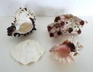 4 Large Shells 5 " - 7 " Vintage Fl Nc Seashells Barnacle Clam Nautical Beach Decor
