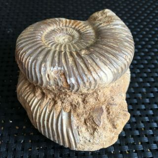 308g Rare Ancient Ammonite Fossil Crystalline Specimen From Madagascar