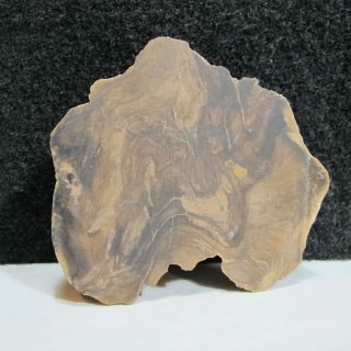 Idaho Mountains Brown Black Burl Petrified Cut Stone