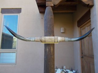 Great 6 Feet 3 Inch Mounted Bull Horns Steer Longhorn Polished Big Mount Cow