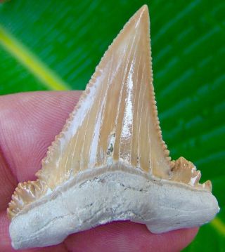 Palaeocarcharodon Orientalis Shark Tooth - Huge 2 & 1/16 - Superior Quality