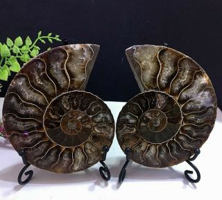 274g Natural A Ammonite Ancient Fossils Slice Nautilus Jade Shell,  Stand 2