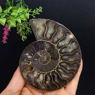 274g Natural A Ammonite Ancient Fossils Slice Nautilus Jade Shell,  Stand 3