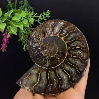 274g Natural A Ammonite Ancient Fossils Slice Nautilus Jade Shell,  Stand 4