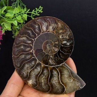 274g Natural A Ammonite Ancient Fossils Slice Nautilus Jade Shell,  Stand 5