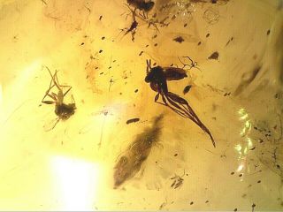 Burmese Fossil Cretaceous Amber/burmite Phorid Insect Other Inclusions Th6 0.  61
