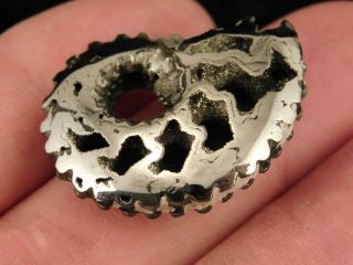 A Polished 100 Natural Pyrite Ammonite Fossil From Mikhaylov Mine Russia 8.  5 E