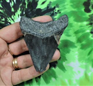 Megalodon Sharks Tooth 3 1/8  Inch No Restorations Fossil Sharks Tooth Teeth