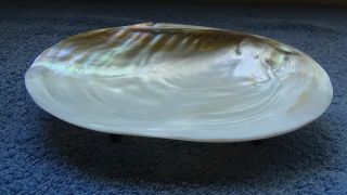 Mother Of Pearl Large Shell With Display Feet
