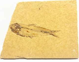 35 Million Year Old Large Fish Fossil Aspiration Mioplosus Farson Wyoming Eocene