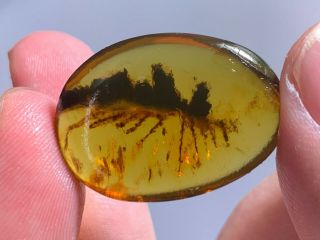 3.  12g Unknown Item Burmite Myanmar Burmese Amber Insect Fossil From Dinosaur Age