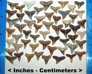 55 Jewelry Quality Miocene Epoch Florida Fossilized Bull Shark Teeth Tooth