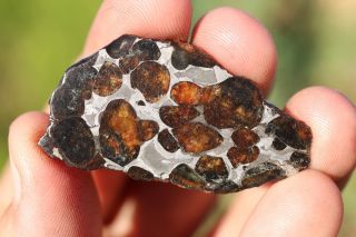 Sericho Meteorite Pallasite From Kenya Full Slice 8.  9 Grams