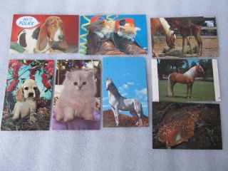 8 Vintage Plastichrome By Murfett Australia Postcards Dogs,  Cats,  Horses & Fawn