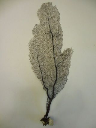 21.  5 " Tall Natural Sea Fan On Coral Recent Find Eleuthera Bahamas Elegant