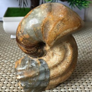 319g Natural Ammonite Nautilus Shell Jurrassic Fossil Specimen Madagascar
