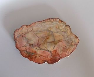 Polished Petrified Wood Slab Araucaria Tree From Madagascar 4 " 4.  2 Oz (14)