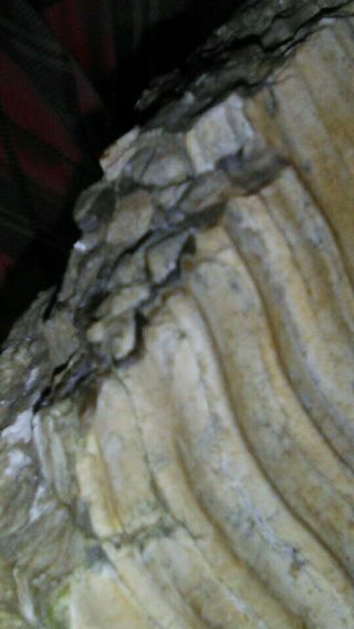 Petrified Wood / Natural/ Rare / Pictures.  Color Change In Crystal