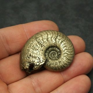 45mm Harpoceras Ammonite Pyrite Mineral Fossil Ammoniten France