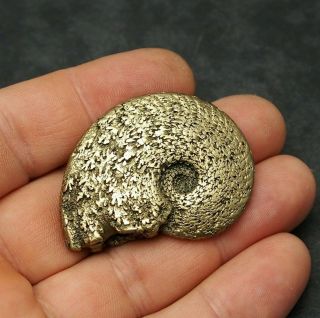 48mm Osperlioceras Bicarinatum Ammonite Pyrite Mineral Fossil Ammoniten France