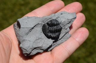 Trilobite Eldredgeops Rana Matrix Fossil Phacops Enrolled York Penn Dixie