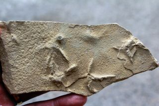 3,  Fossil Bird Tracks 1902 • Eocene Age Plate