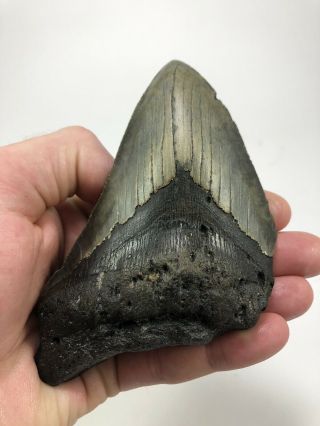 5.  12” Megalodon Fossil Giant Shark Teeth All Natural Large Ocean Tooth (785)