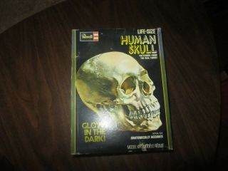 Vintage Halloween Decoration Glow In The Dark Human Skull By Revell Model Kit
