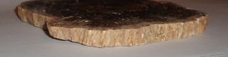 Polished Petrified Wood Full Round Slab with Bark 5 