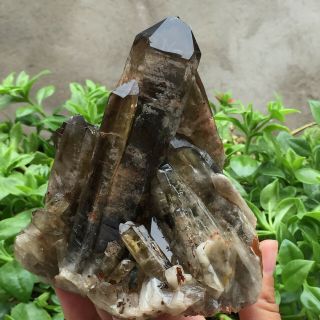 Natural Black/smoky Quartz Cluster Crystal Specimen Healing 874g